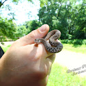 Dekay Brown Snake