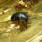 Carrion beetle,Escravelho