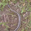 Common Garter Snake