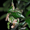 White lipped Tree Frog