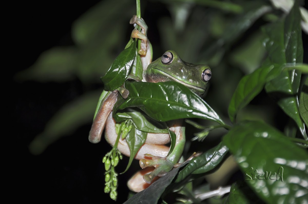 White lipped Tree Frog