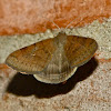Looper moth