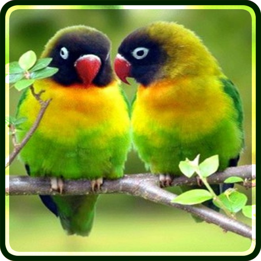 Love Birds Wallpapers LOGO-APP點子