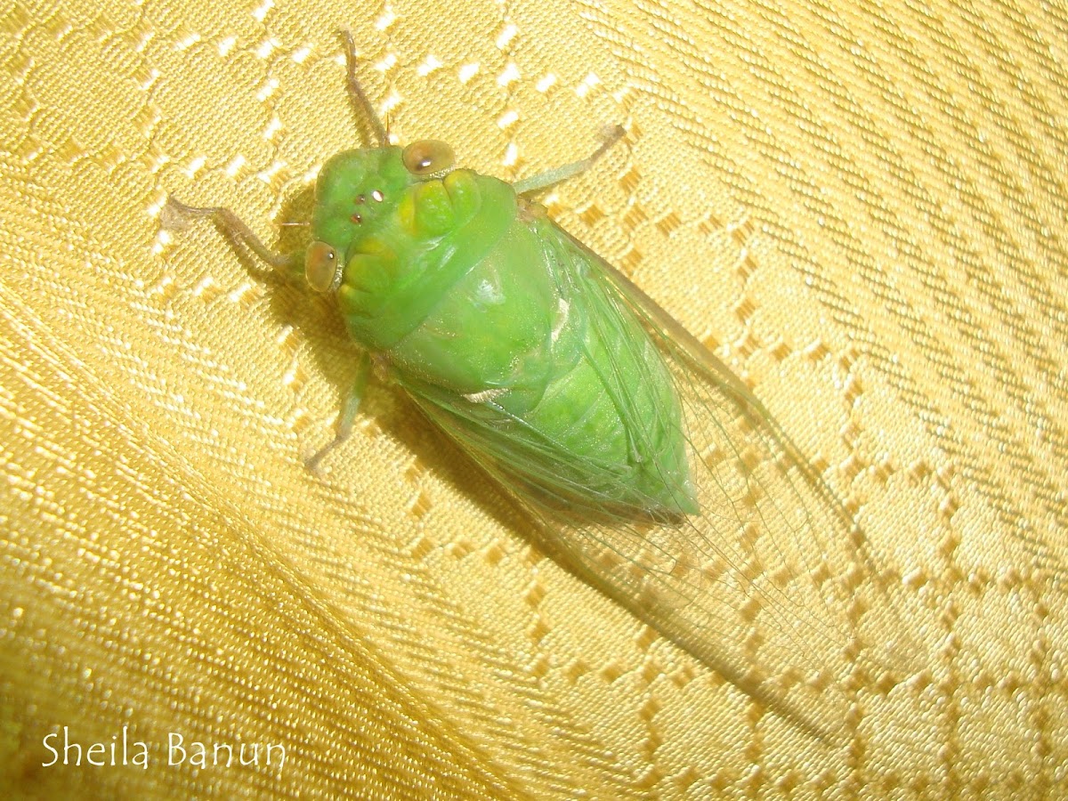 Bright Green Cicada