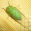 Bright Green Cicada