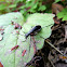 Blister beetle