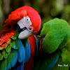 Green-winged or Red and Green Macaw