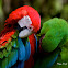 Green-winged or Red and Green Macaw
