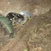 Spotted quoll 