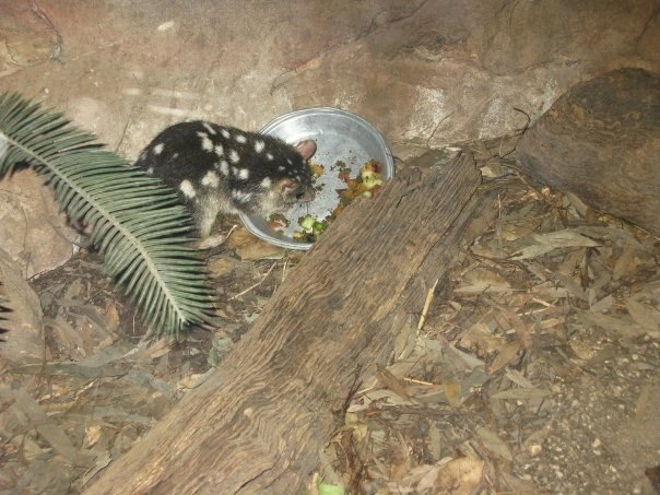 Spotted quoll 