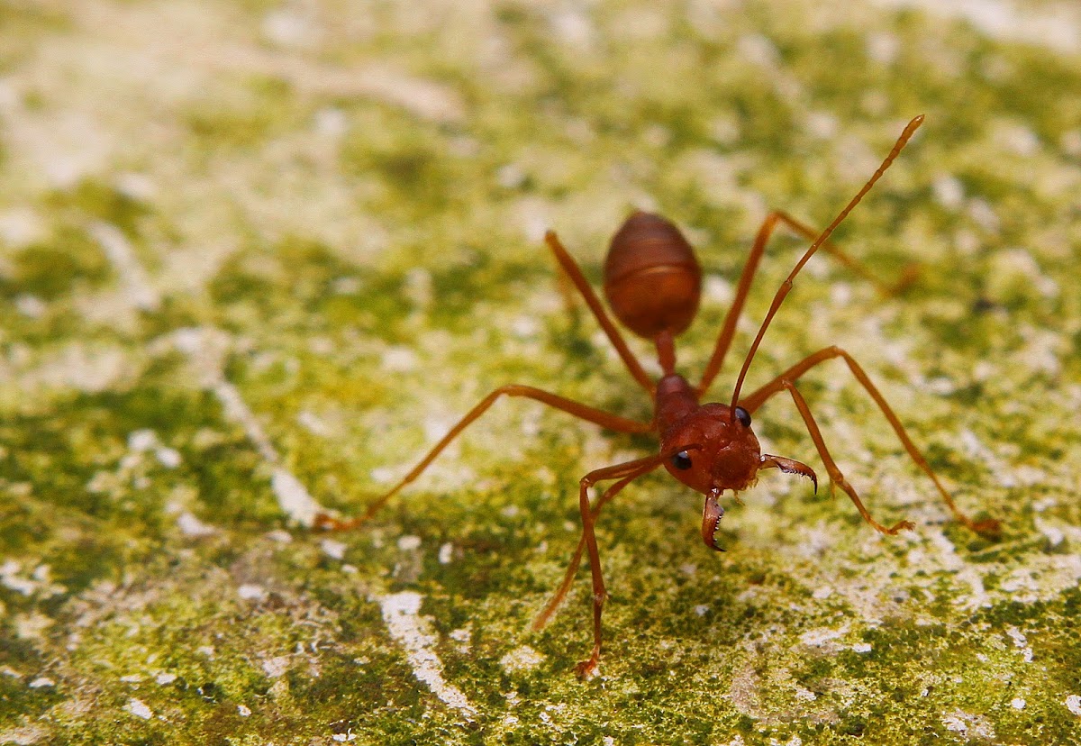 weaver ants