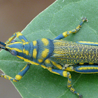 Milkweed locust/ Painted grasshopper