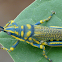 Milkweed locust/ Painted grasshopper