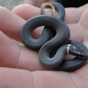 Northern ring-necked snake