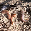 Millipede