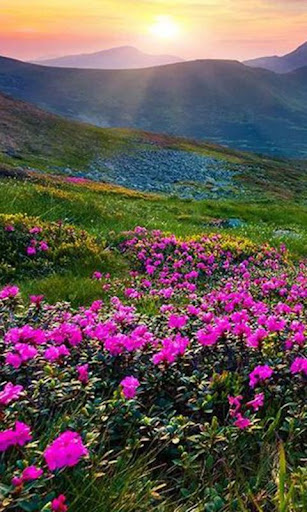 Mountain Flower Live Wallpaper