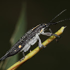 Two spotted belid weevil