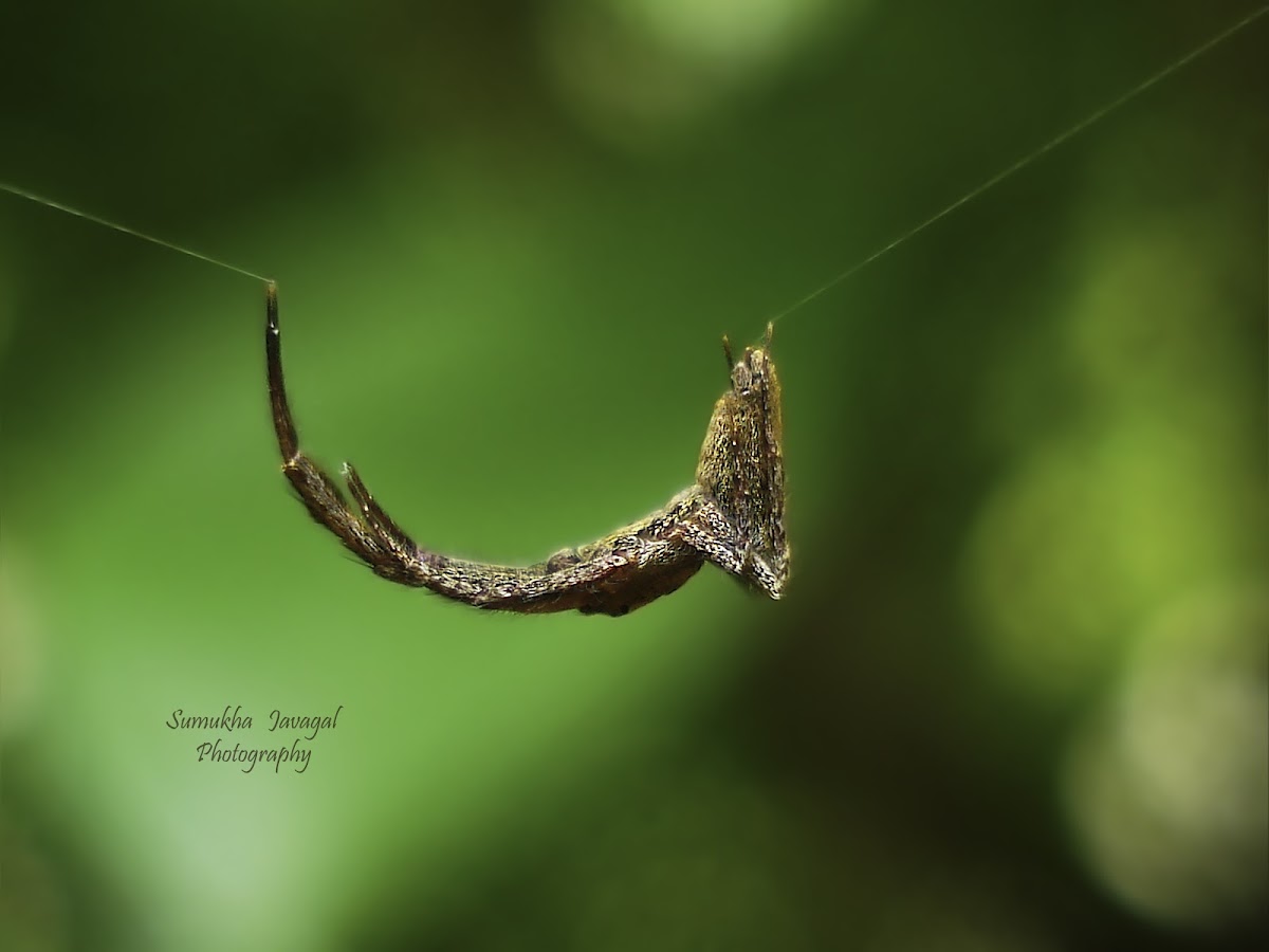 Dead-leaf mimicking Spider
