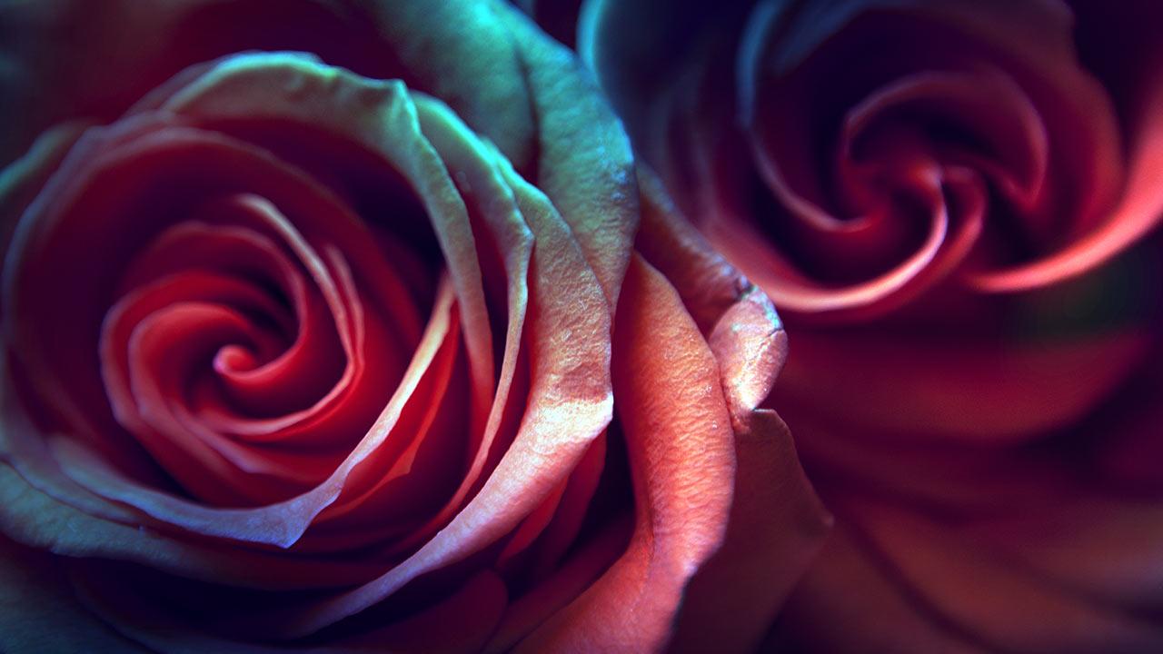 ガーリー 薔薇の花 ローズ Pcデスクトップ壁紙 画像集 画像大量 Naver まとめ