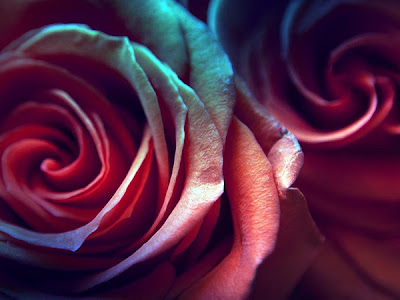 薔薇 壁紙 かっこいい 360265