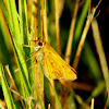 Whirlabout Skipper Butterfly