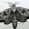 Robin's Carpenterworm Moth