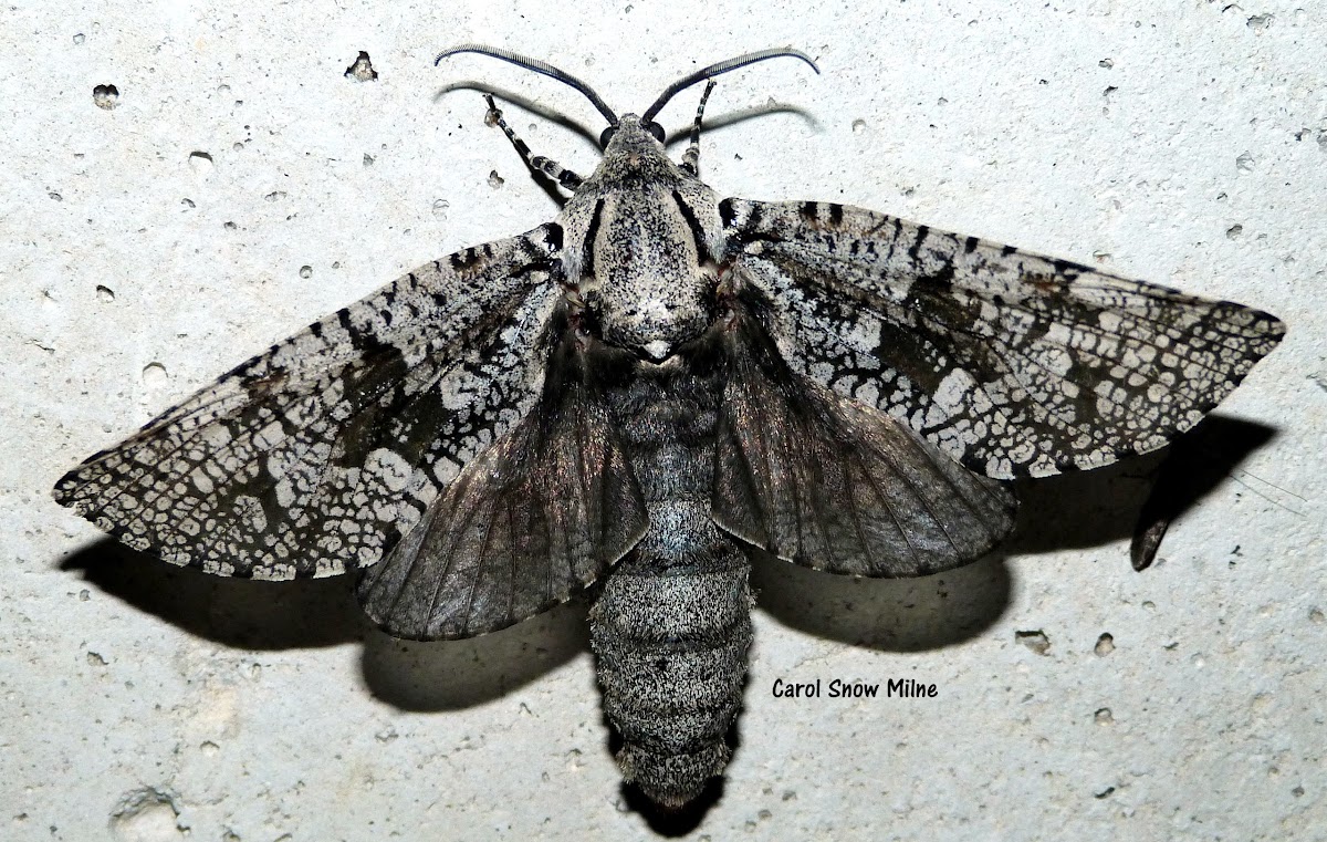 Robin's Carpenterworm Moth