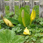 Yellow Skunk Cabbage