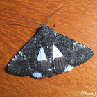 Noctuid Moth