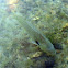 Green sunfish