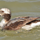 Long-tailed Duck