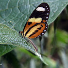 Lysimnia Tigerwing laying eggs