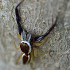 Longjawed jumping spider (male)