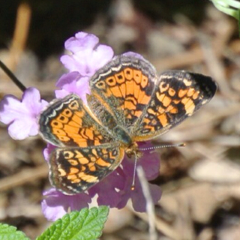 Pearl Crescent