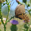 Spicebush Swallowtail