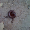 Millipede