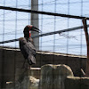 Southern ground hornbill