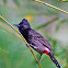 Red-vented Bulbul