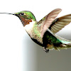 Ruby-throated hummingbird, male