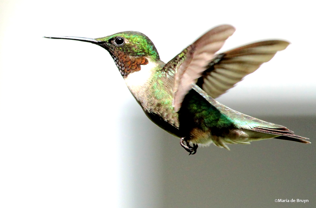 Ruby-throated hummingbird, male
