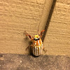 Ten-lined lined June  beetle