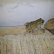 Syrian spadefoot toad