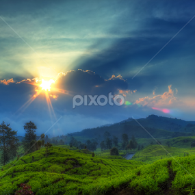 Tea Plantation by Alfan Andik Nugroho - Landscapes Mountains & Hills