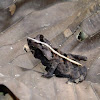 crested forest toad