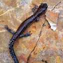 Rich Mountain salamander