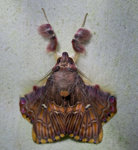 Walker's Moth | Project Noah