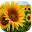 Energias Positivas Plantas Download on Windows