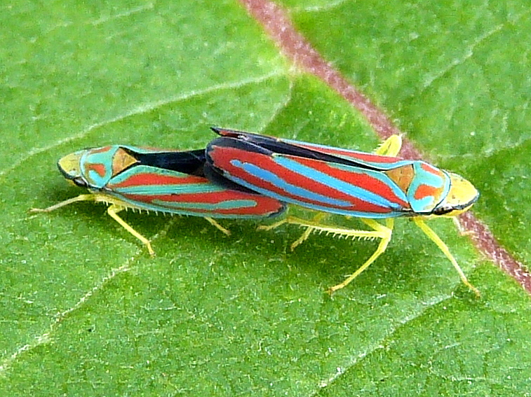 Candy-striped leafhoppers