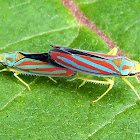Candy-striped leafhoppers