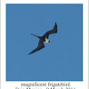 magnificent frigatebird